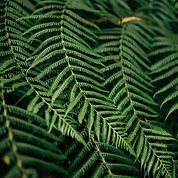 Fern Leaves