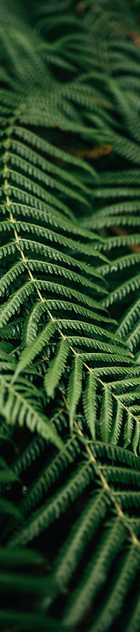Fern Leaves