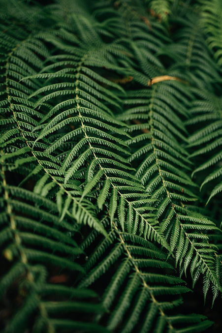 feuilles de fougère