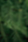 Fern Leaves