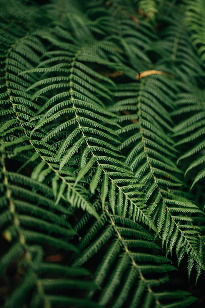 Close-Up Fern Leaves
