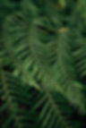 Fern Leaves