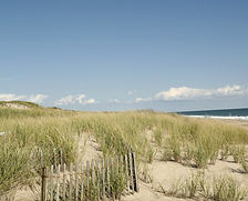 Sea grass