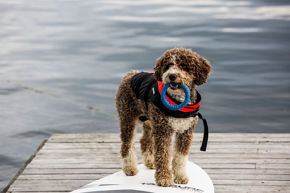 Thumbnail: Baltic Mascot Buoyancy Aid - Dog
