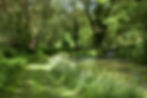 Home Stream 1