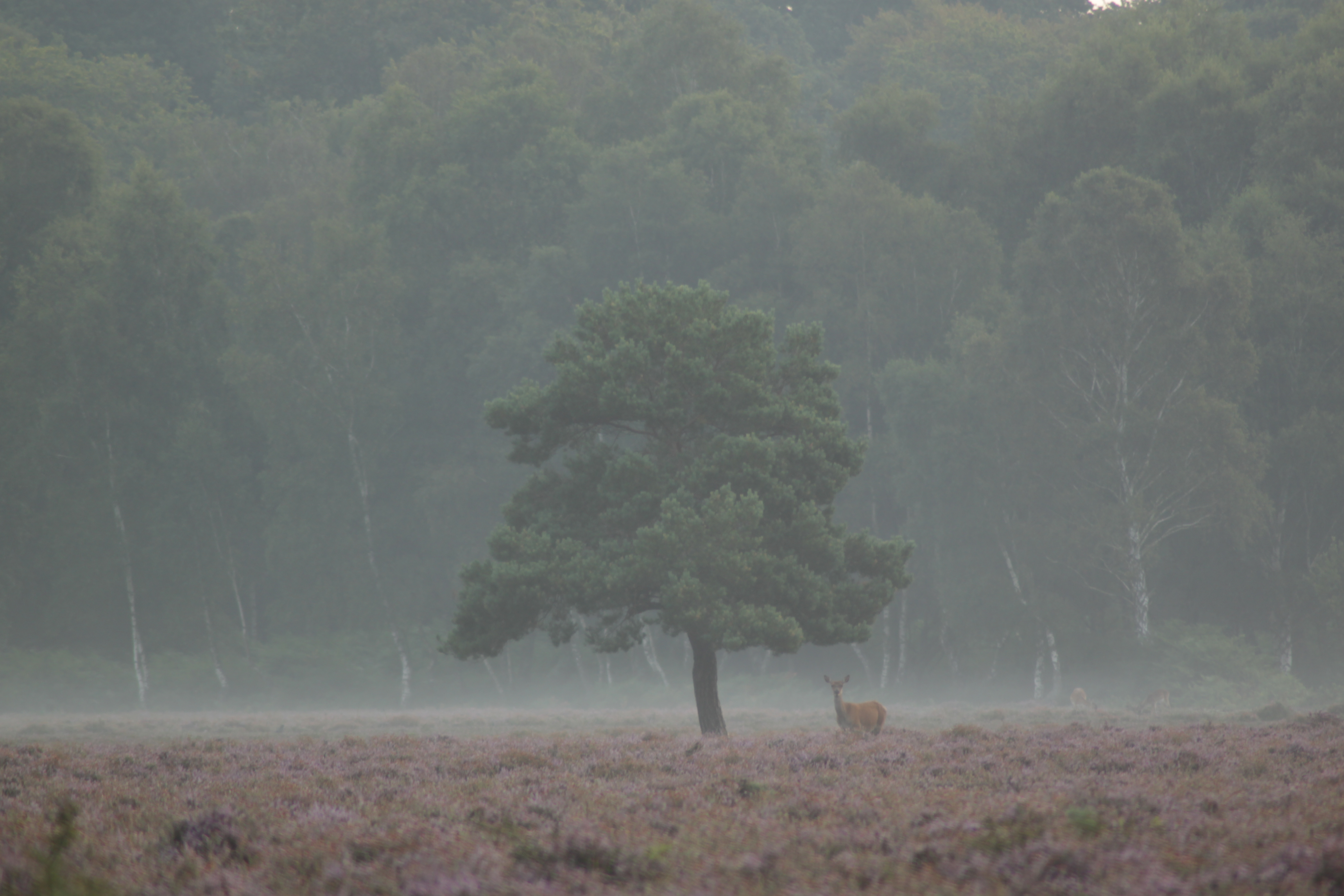 Red Deer hind
