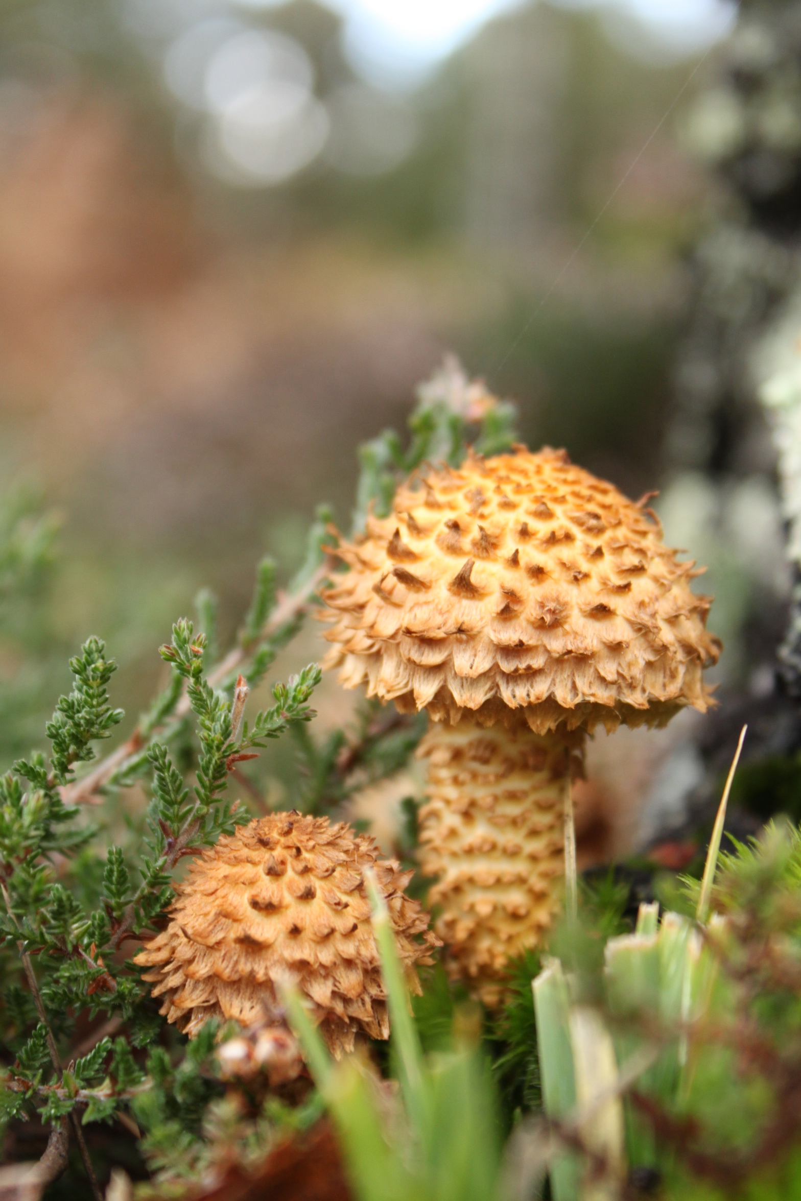 Shaggy Scalycap