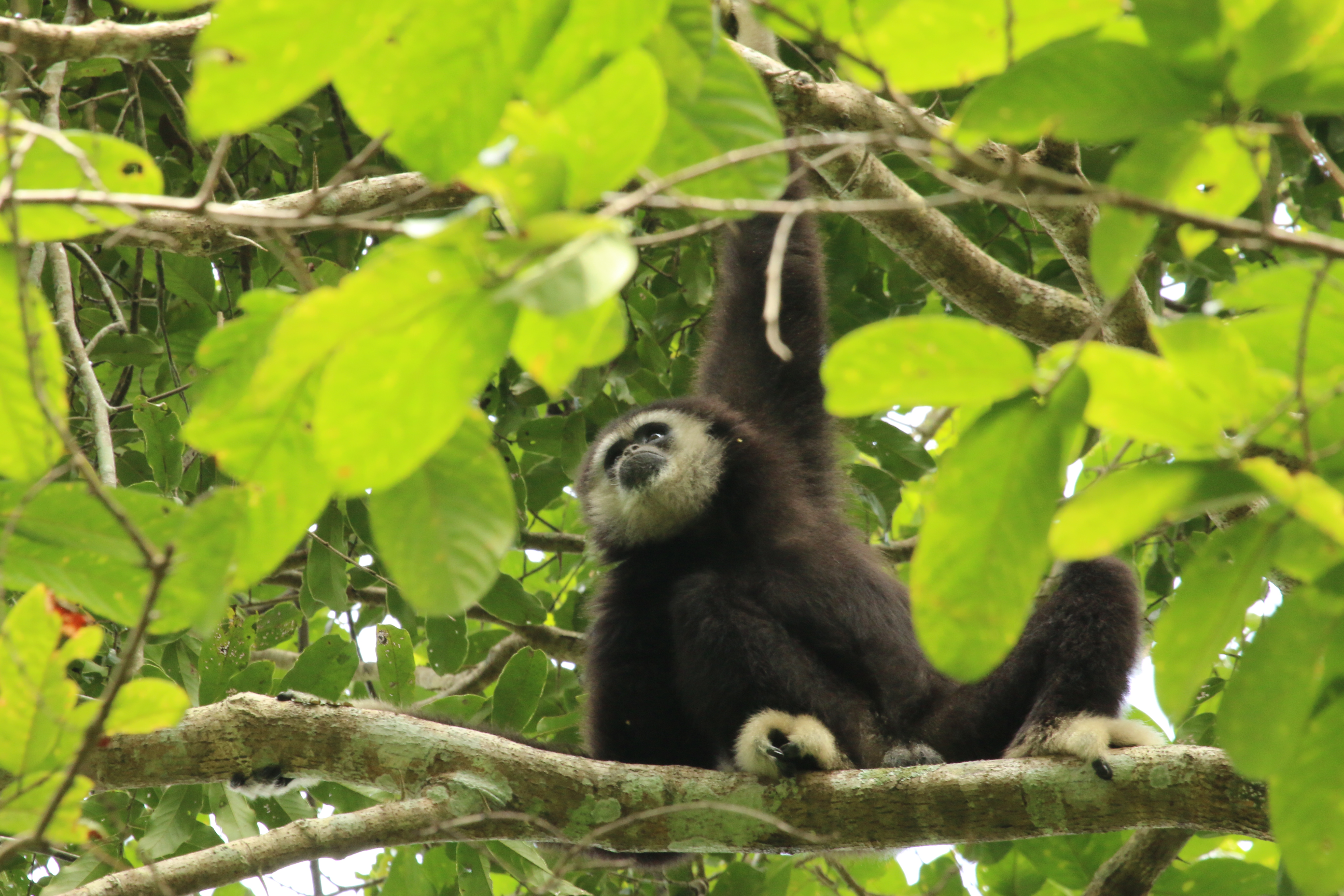 Lar Gibbon (Hylobates lar)