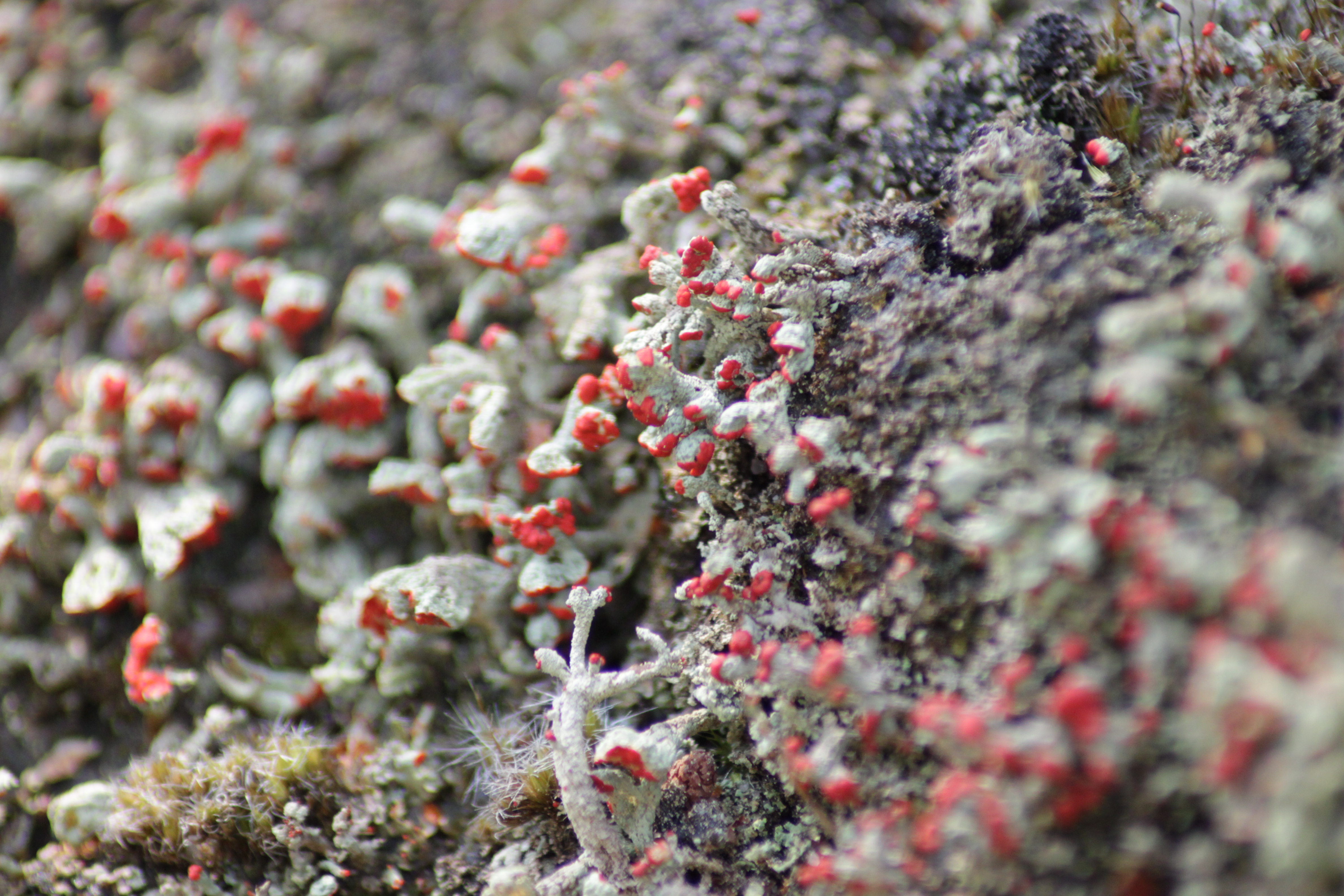 British Soldiers Lichen