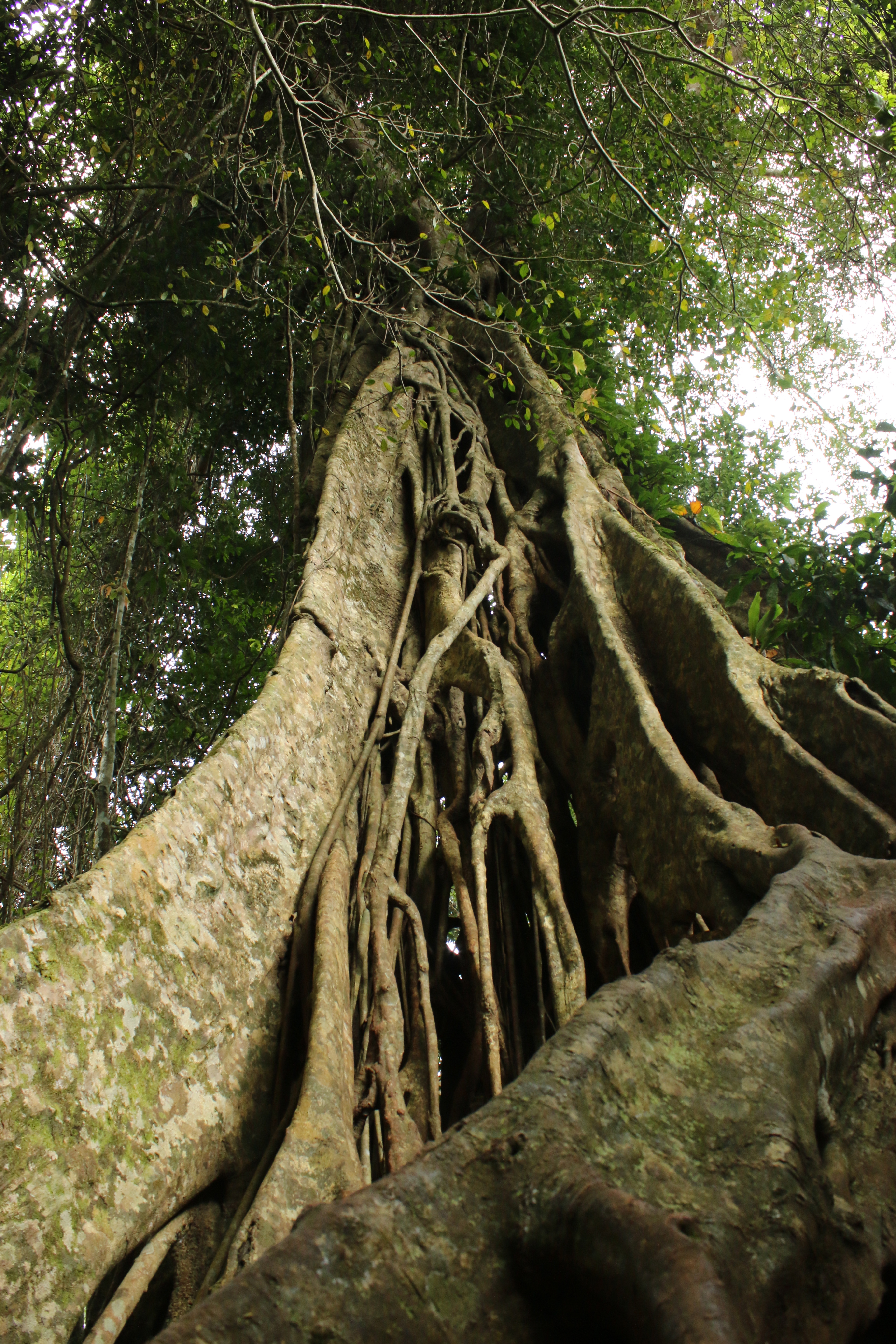 Buttress roots