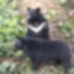 two moon bears are playing and socialising with eachother in a sanctuary