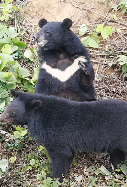 two moon bears are playing and socialising with eachother in a sanctuary