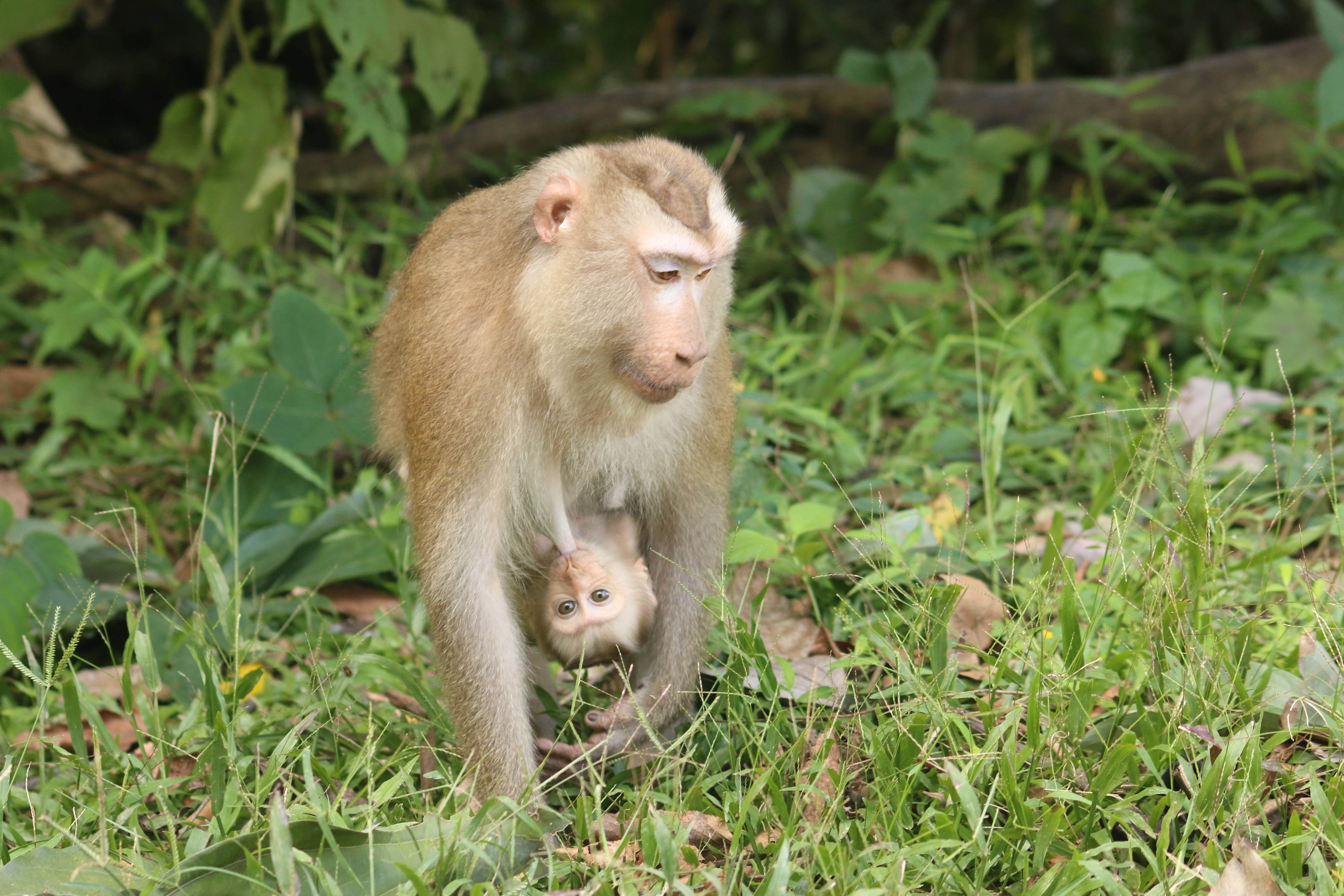 Northern Pig-tailed Macaque