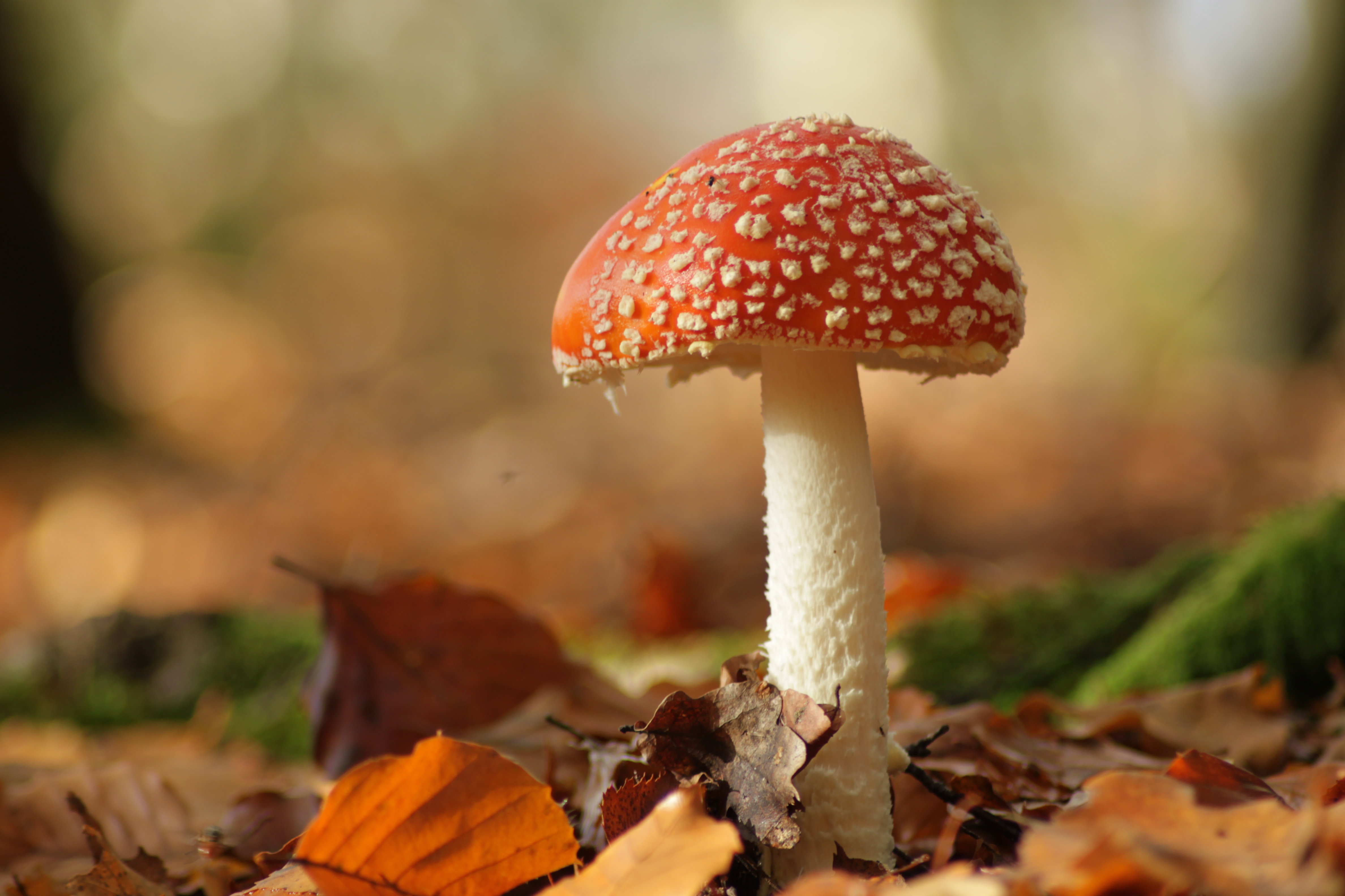 Fly Agaric