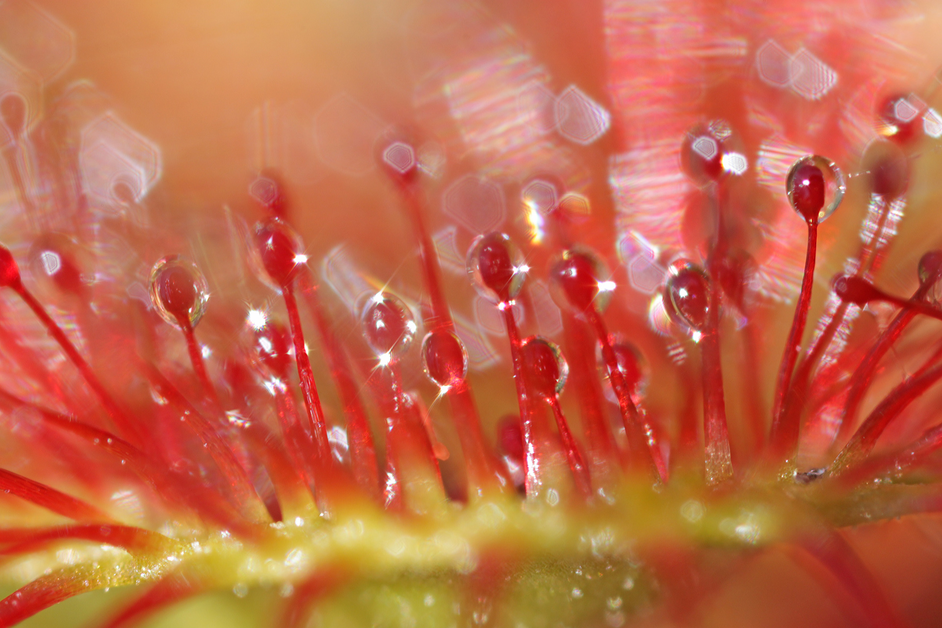 Common Sundew