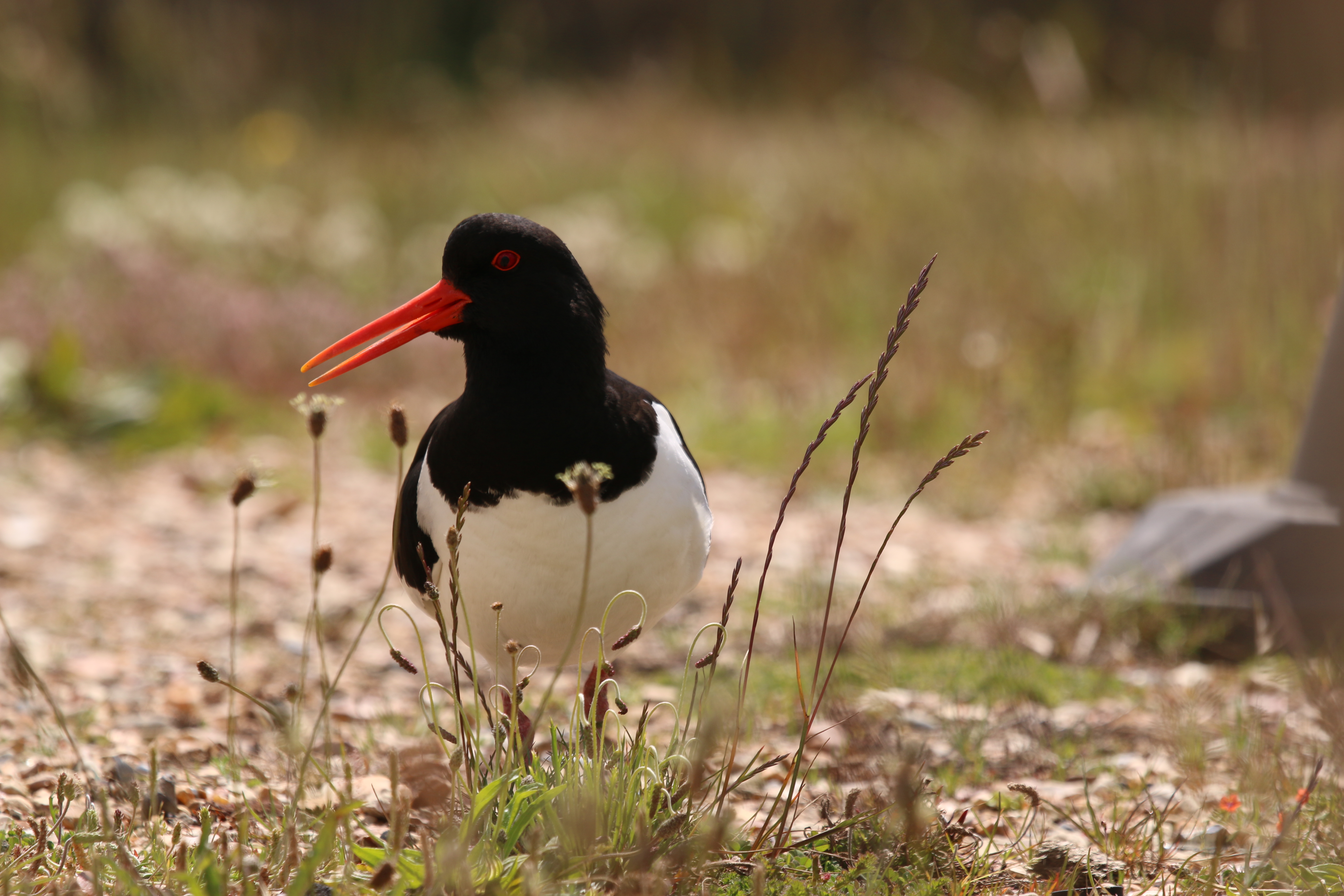 Oyster Catcher