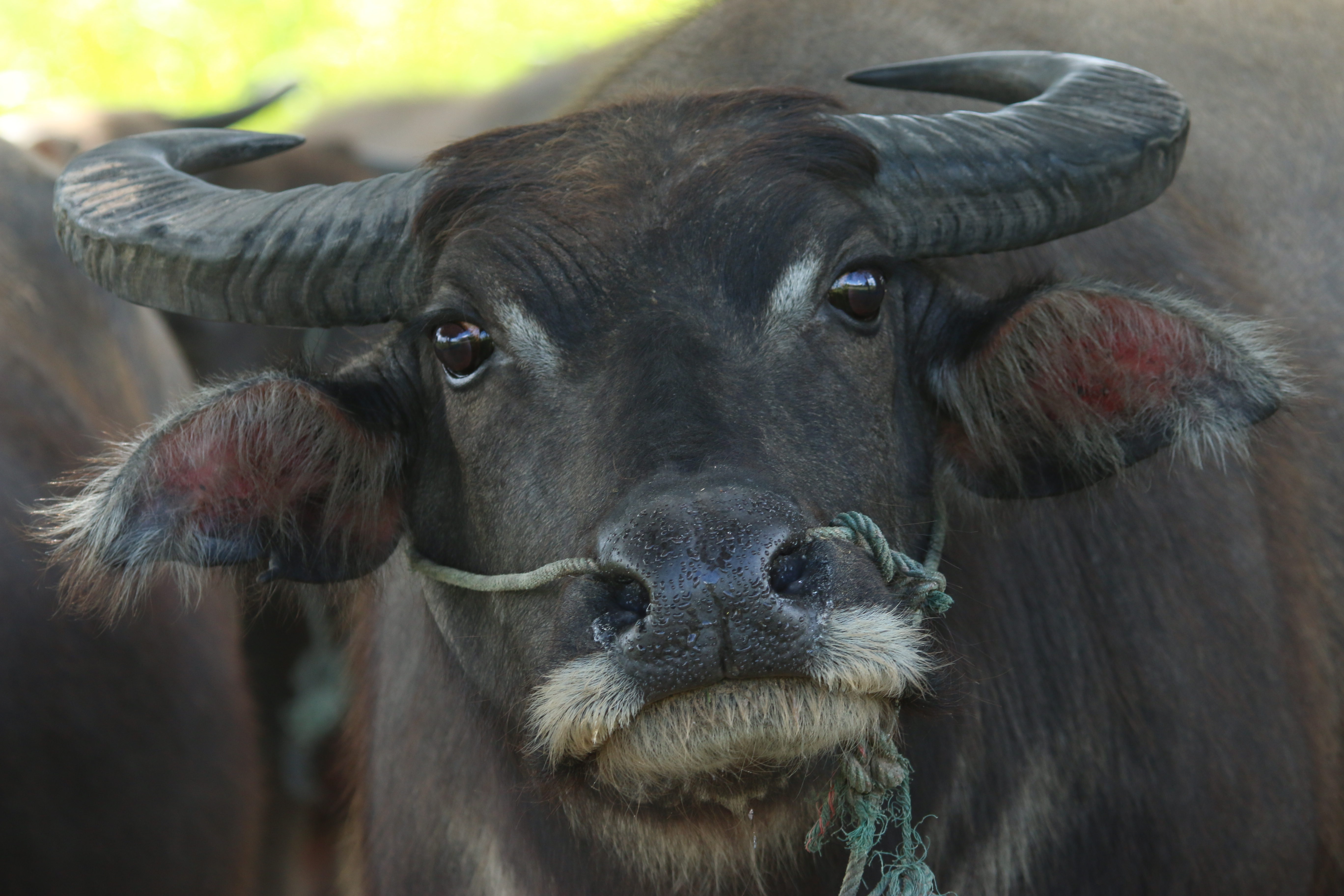 Water Buffalo (Bubalus bubalis)