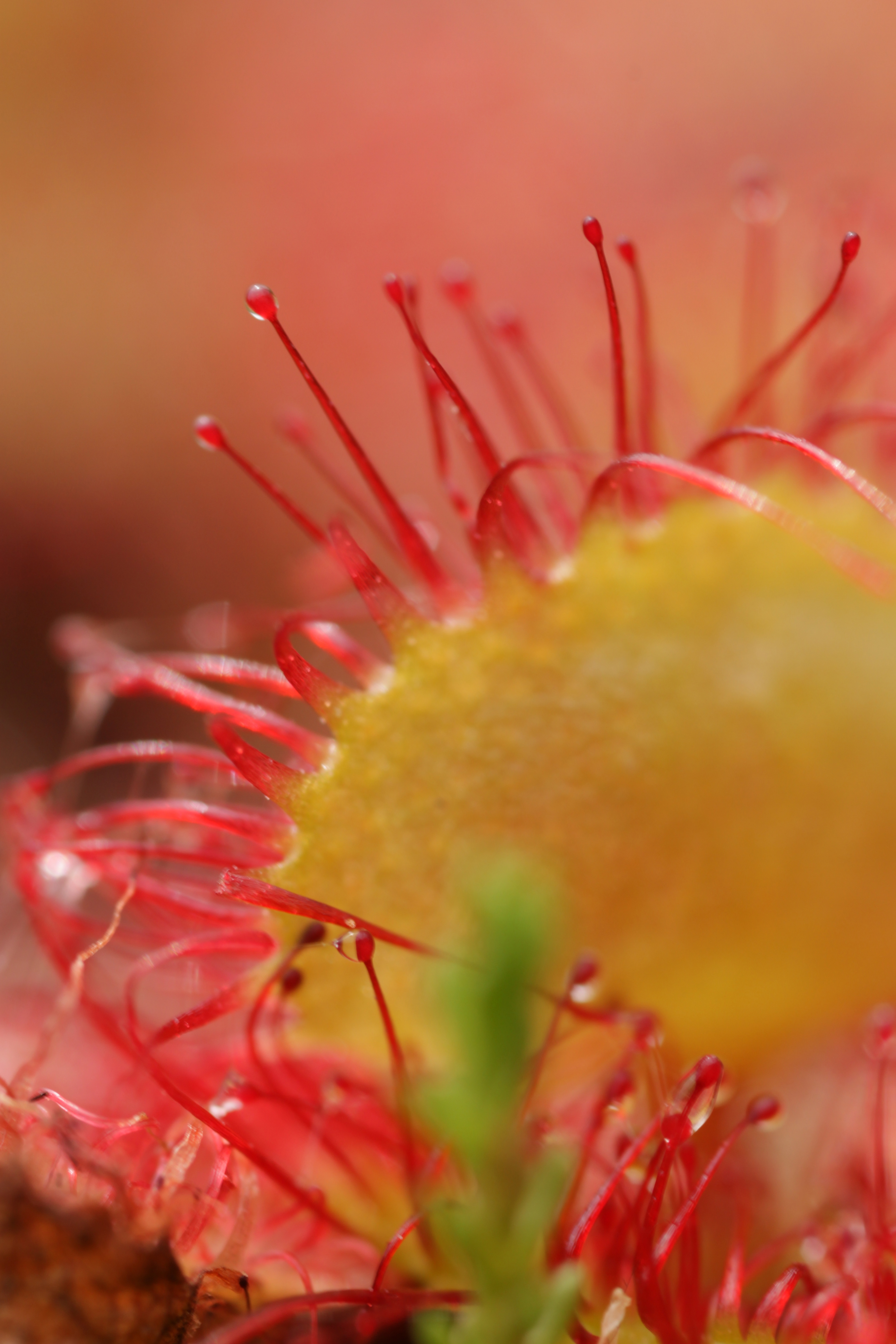 Common Sundew