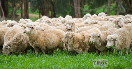 Grass Tetany in Cattle & Sheep