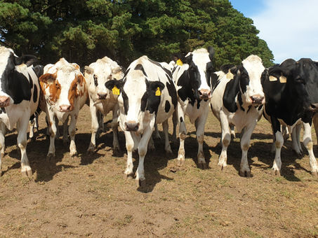 Assessment of Feed Additives for Methane Mitigation