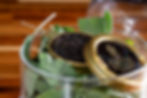 caviar copy.jpg