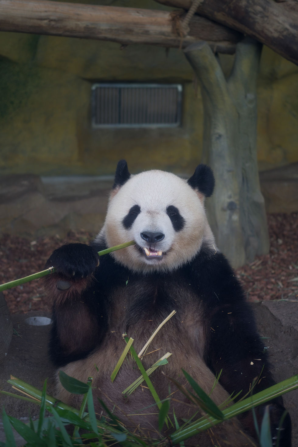 Giant Panda