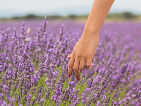 Campos de lavanda, un espectáculo para la vista