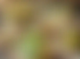 Les desserts à la pistache à Lyon : Un goût délicieux et original