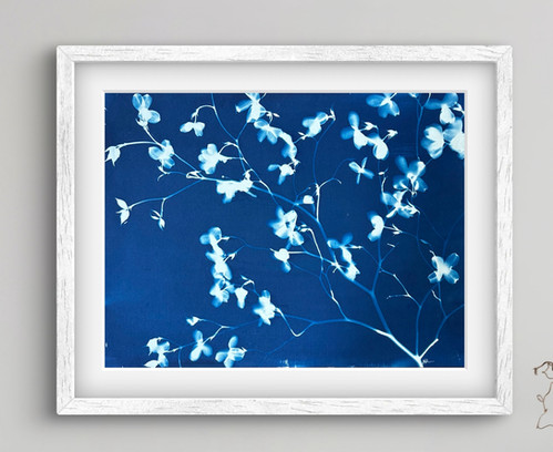 White Dogwood - Cyanotype - 18x24 - unframed | Jann Edmondson
