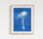 Cyanotype Sea Holly Art