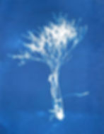 Cyanotype Sea Holly Art