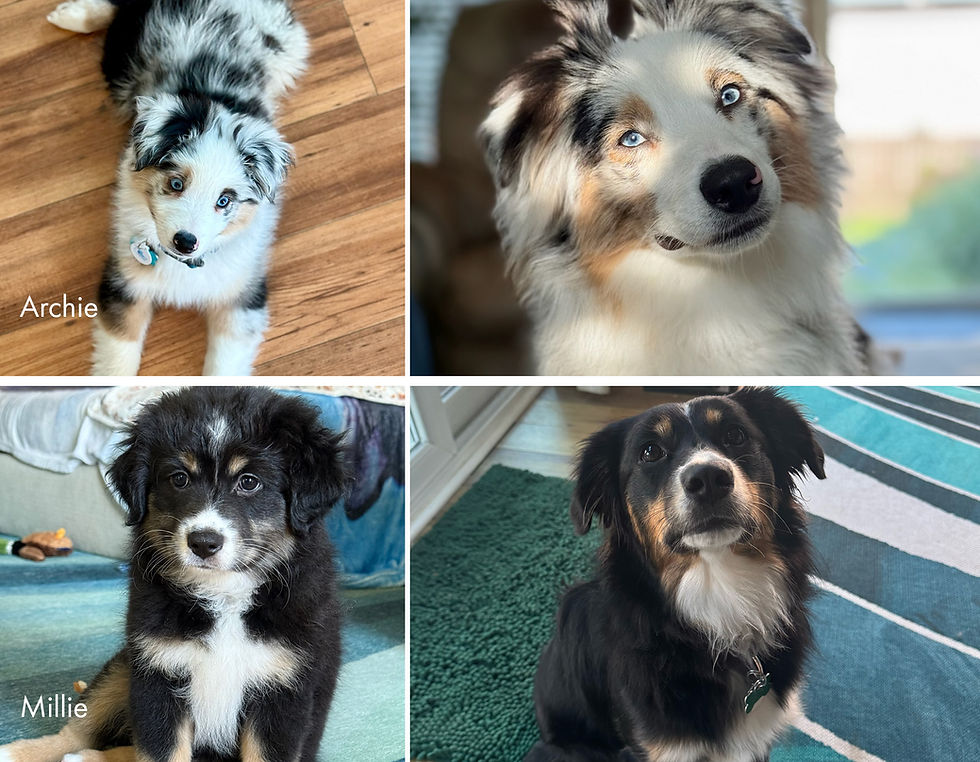 Archie, a blue merle Mini Australian Shepherd, and his sister Millie, a black tri mini Aussie adopted from Sunset Hill Aussies, now living in Hilliard, OH.