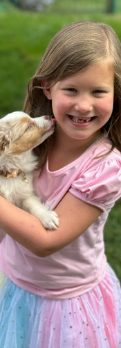 Red Merle Toy Australian Shepherd Puppy living in Lewis Center, OH