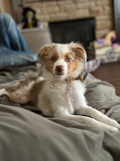 Red merle Mini Aussie puppy with white markings and copper points