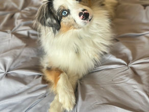 SSH Aussie Spotlight: Kyle (Star x Oakley)