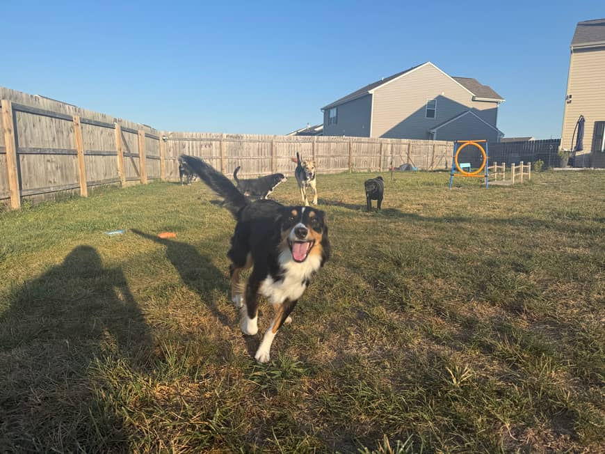 Black tri mini aussie adopted from Sunset Hill Aussies, happily running in his Indiana backyard with other dog friends.