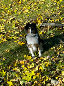 Black Tri mini Australian Shepherd sitting in an autumn field