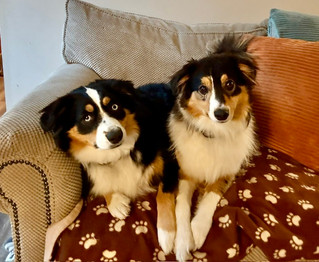 Two black tri mini Aussies sitting on the couch together