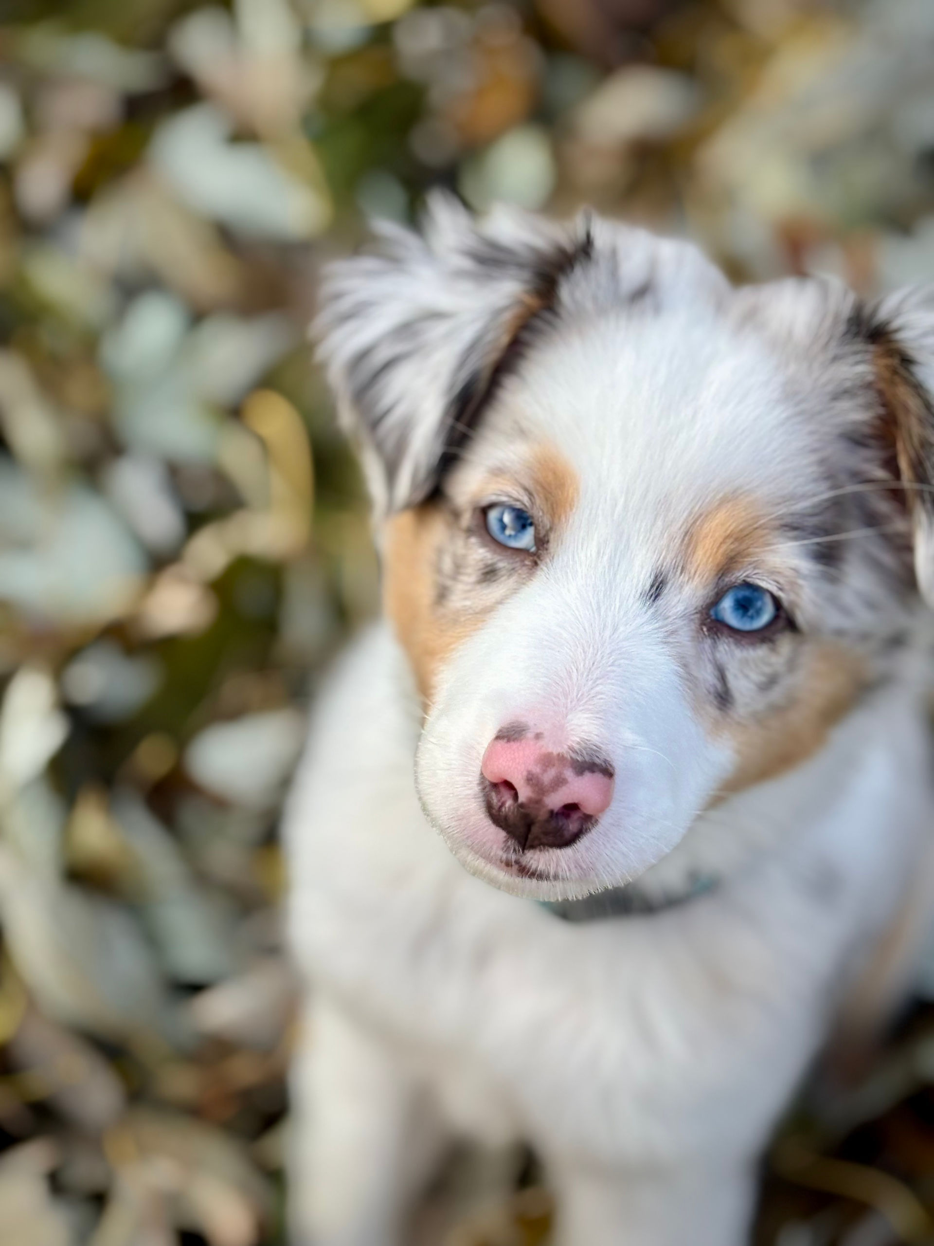 blue-eyed mini merle aussie from Sunset Hill mini Aussies