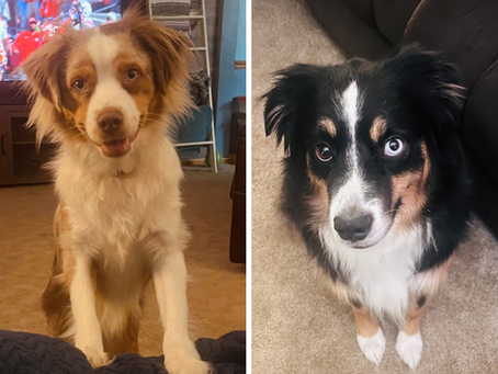 Two Mini Australian Shepherd puppies grown-up update, adopted from Sunset Hill Aussies, Hubbard, Ohio
