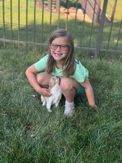Red Merle Toy Australian Shepherd Puppy living in Lewis Center, OH