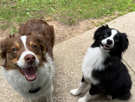 Beans, red tri mini Aussie, and Frank, black tri mini Aussie adopted from Sunset Hill Aussies, now living in Midland, MI