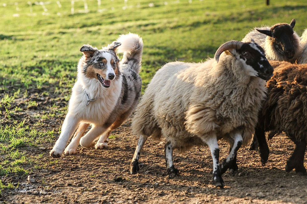 An energetic Australian Shepherd skillfully herds a group of sheep across a sunlit pasture.