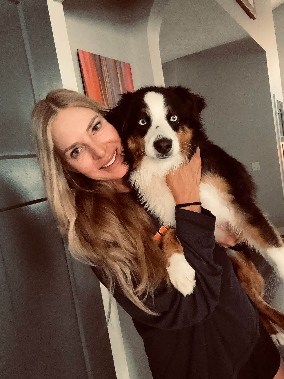 Sunset Hill Aussies Mini Black-Tri Australian Shepherd puppy, Bugaboo, happily adopted by a family in Indiana.