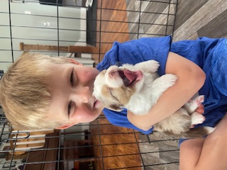Red Merle Toy Australian Shepherd Puppy living in Lewis Center, OH