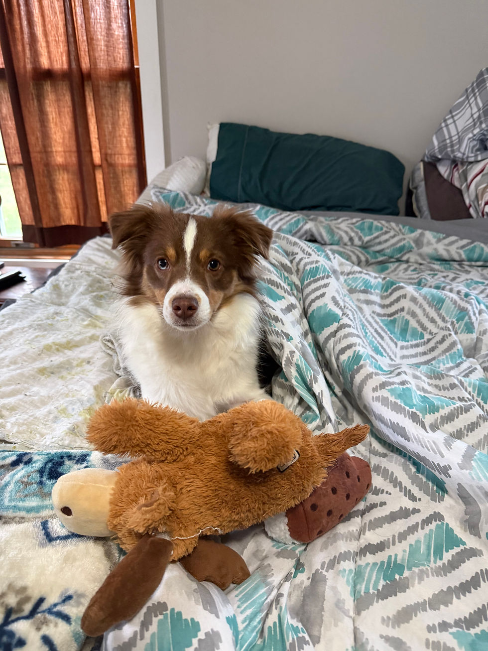 Red tri Mini Aussie adopted from Sunset Hill Aussies in Midland, Ohio—family pet spotlight photo