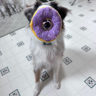 blue merle toy aussie with his toy donut at Sunset Hill Aussies