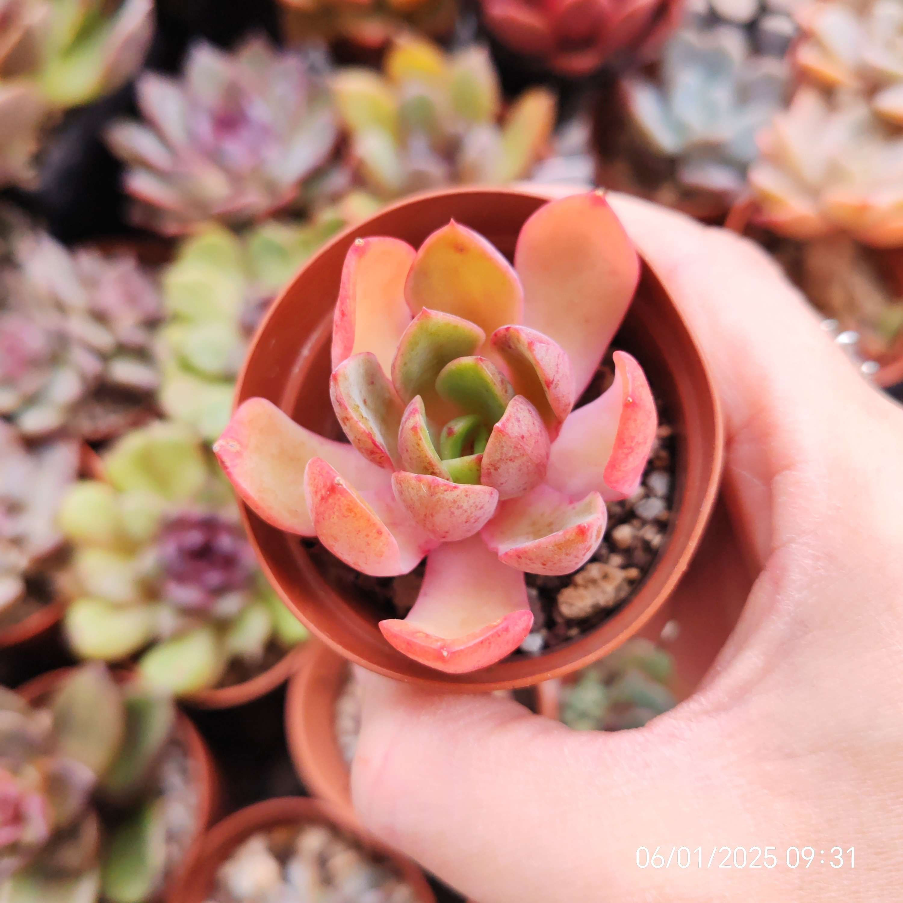 Echeveria ‘Princess Frill’ 🇰🇷 VERY RARE