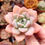 Miniaturbild: Echeveria ‘Bright Eyes’ 🇰🇷 EXCLUSIVE