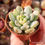 Miniatura: Graptoveria 'A Grimm One’' Variegata 🇰🇷 VERY RARE